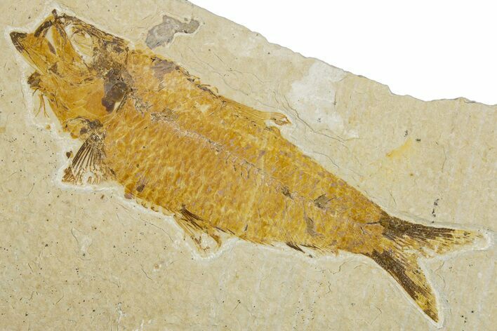Bargain, Fossil Fish (Knightia) - Wyoming #344732